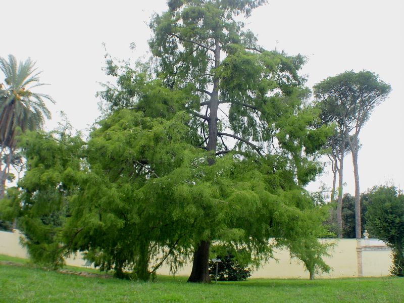 Taxodium distichum / Cipresso calvo